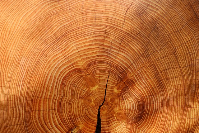 dřevěné letokruhy